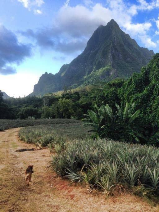 Fare Haurevaiti Moorea Paopao Exteriör bild