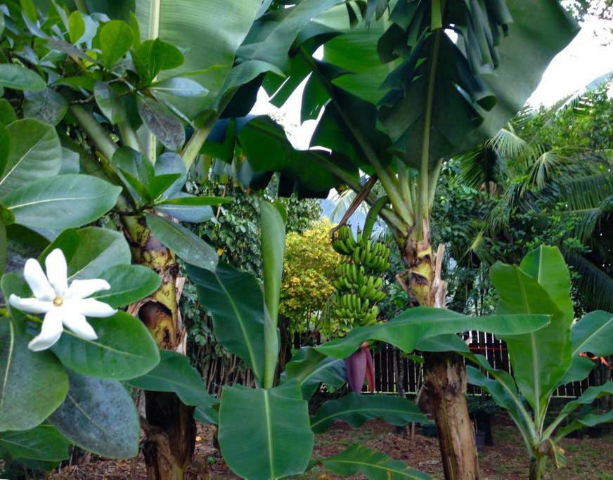Fare Haurevaiti Moorea Paopao Exteriör bild