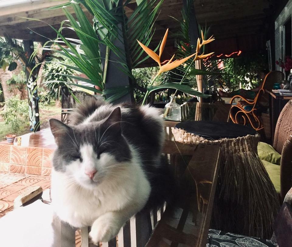 Fare Haurevaiti Moorea Paopao Exteriör bild